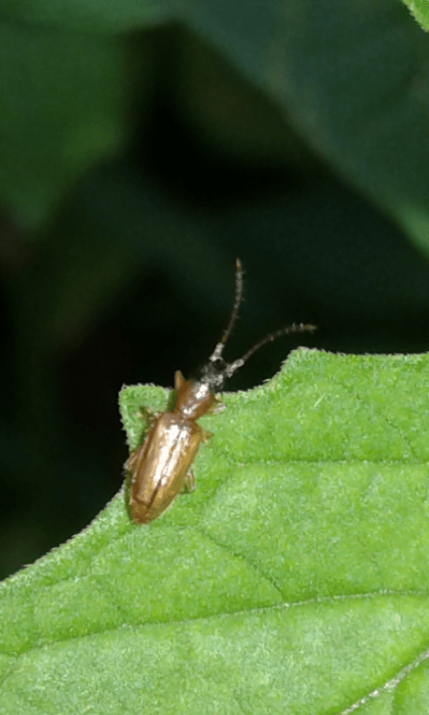 Telephanus velox (Silvanidae)?... Telephanus sp.